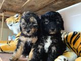Silver Toy Poodle Bebekleri̇mi̇z
