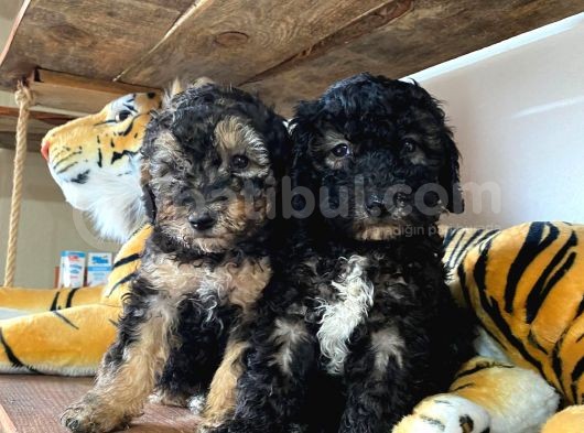 Silver Toy Poodle Bebekleri̇mi̇z