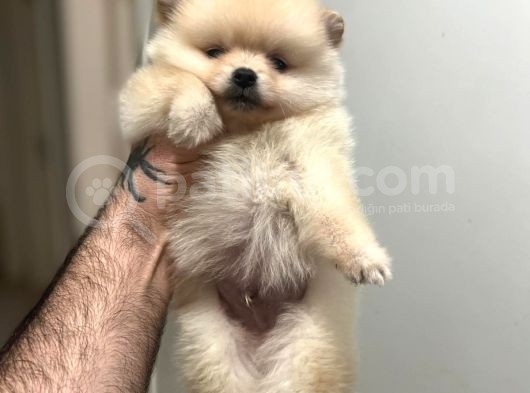Show Kali̇te Ayi Surat Pomerani̇an Boo Yavrumuz görsel