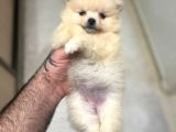 Show Kali̇te Ayi Surat Pomerani̇an Boo Yavrumuz