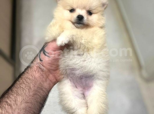 Show Kali̇te Ayi Surat Pomerani̇an Boo Yavrumuz görsel