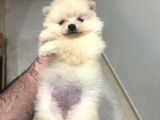 Show Kali̇te Ayi Surat Pomerani̇an Boo Yavrumuz
