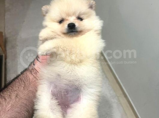 Show Kali̇te Ayi Surat Pomerani̇an Boo Yavrumuz görsel
