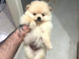 Show Kali̇te Ayi Surat Pomerani̇an Boo Yavrumuz