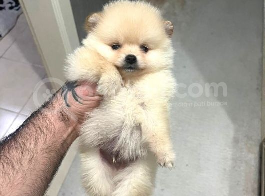 Show Kali̇te Ayi Surat Pomerani̇an Boo Yavrumuz görsel