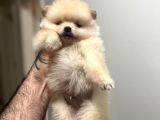 Show Kali̇te Ayi Surat Pomerani̇an Boo Yavrumuz