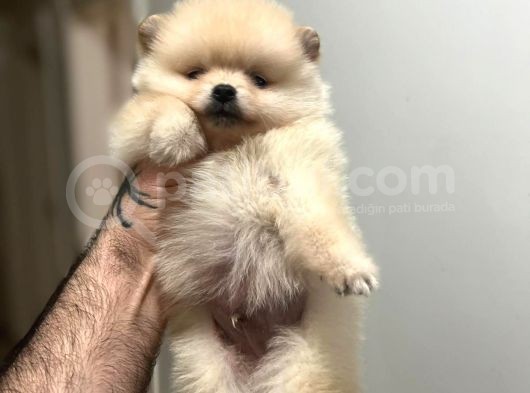 Show Kali̇te Ayi Surat Pomerani̇an Boo Yavrumuz
