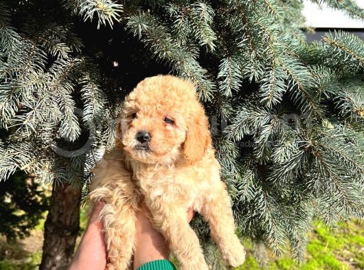 Show Düzey A Kali̇te Toy Poodle Yavrumuz görsel