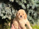 Show Düzey A Kali̇te Toy Poodle Yavrumuz