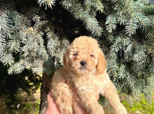 Show Düzey A Kali̇te Toy Poodle Yavrumuz görsel