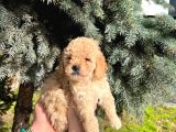 Show Düzey A Kali̇te Toy Poodle Yavrumuz