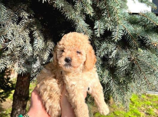 Show Düzey A Kali̇te Toy Poodle Yavrumuz görsel