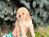 Show Düzey A Kali̇te Toy Poodle Yavrumuz