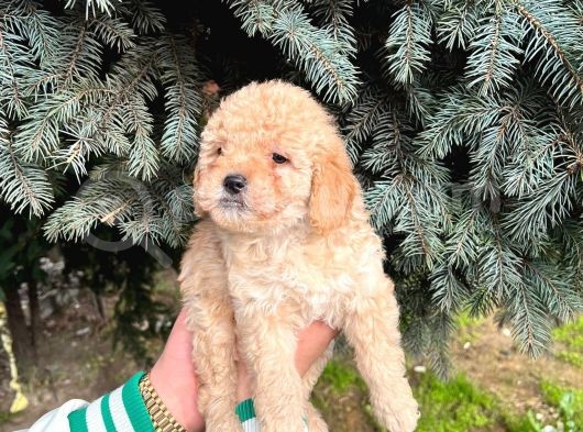 Show Düzey A Kali̇te Toy Poodle Yavrumuz görsel