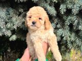 Show Düzey A Kali̇te Toy Poodle Yavrumuz