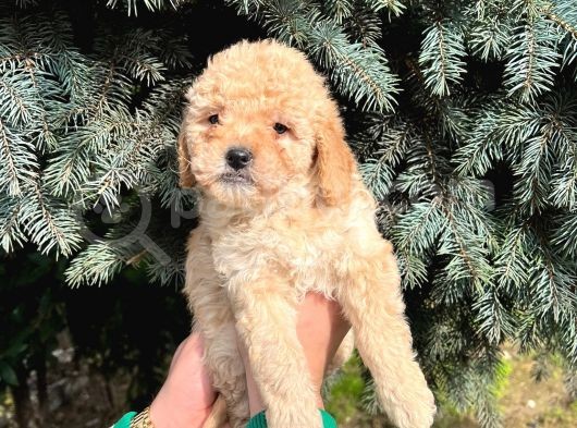 Show Düzey A Kali̇te Toy Poodle Yavrumuz görsel