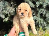 Show Düzey A Kali̇te Toy Poodle Yavrumuz