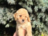 Show Düzey A Kali̇te Toy Poodle Yavrumuz
