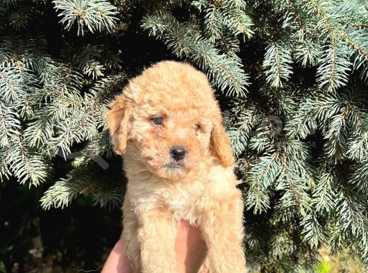 Show Düzey A Kali̇te Toy Poodle Yavrumuz görsel
