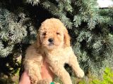 Show Düzey A Kali̇te Toy Poodle Yavrumuz