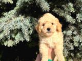 Show Kali̇te Kore Kani Toy Poodle Yavrumuz