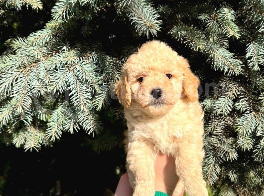 Show Kali̇te Kore Kani Toy Poodle Yavrumuz