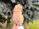 Show Kali̇te Kore Kani Toy Poodle Yavrumuz