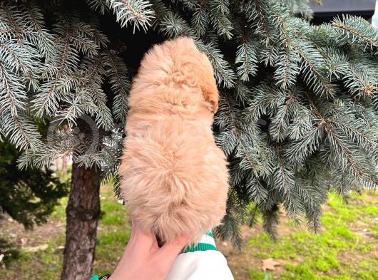Show Kali̇te Kore Kani Toy Poodle Yavrumuz görsel