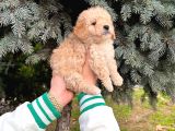 Show Kali̇te Kore Kani Toy Poodle Yavrumuz