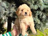 Show Kali̇te Kore Kani Toy Poodle Yavrumuz