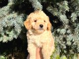 Show Kali̇te Kore Kani Toy Poodle Yavrumuz