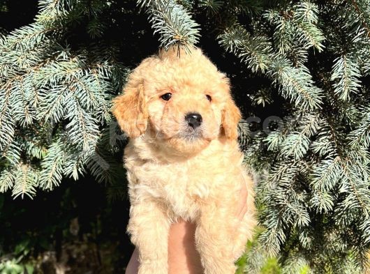 Show Kali̇te Kore Kani Toy Poodle Yavrumuz görsel