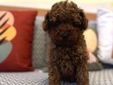 Kızıl Orjinal Toy Poodle Kaniş Safkan Gerçek Garantili