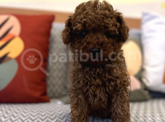 Kızıl Orjinal Toy Poodle Kaniş Safkan Gerçek Garantili görsel