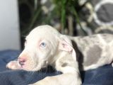 Blue Merle Mavi Göz Amerikan Bully
