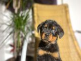 A Secereli Rottweiler Yavrular