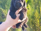 Mükemmel Kali̇tede Toy Poodle Yavru
