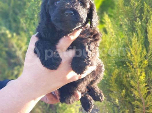 Mükemmel Kali̇tede Toy Poodle Yavru