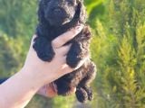Mükemmel Kali̇tede Toy Poodle Yavru