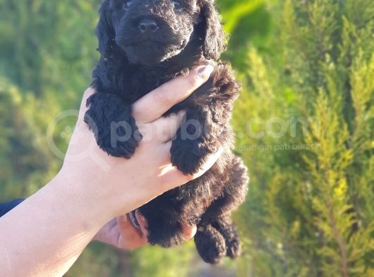 Mükemmel Kali̇tede Toy Poodle Yavru görsel