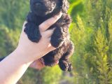 Mükemmel Kali̇tede Toy Poodle Yavru