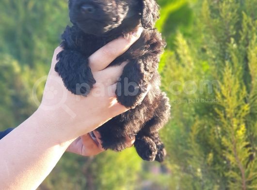 Mükemmel Kali̇tede Toy Poodle Yavru görsel