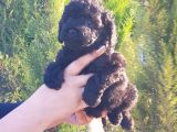 Mükemmel Kali̇tede Toy Poodle Yavru