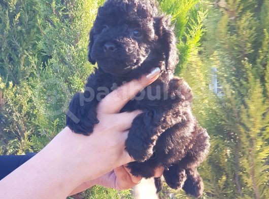 Mükemmel Kali̇tede Toy Poodle Yavru görsel