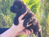 Mükemmel Kali̇tede Toy Poodle Yavru