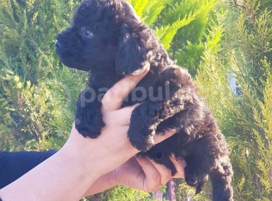 Mükemmel Kali̇tede Toy Poodle Yavru görsel