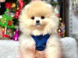 Ayıcık Surat Boo Pomeranian Yavrular