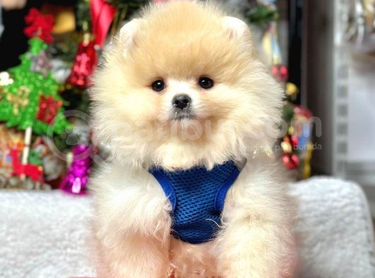 Ayıcık Surat Boo Pomeranian Yavrular görsel