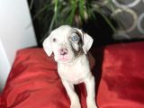 Blue Merle Mavi Göz Amerikan Bully