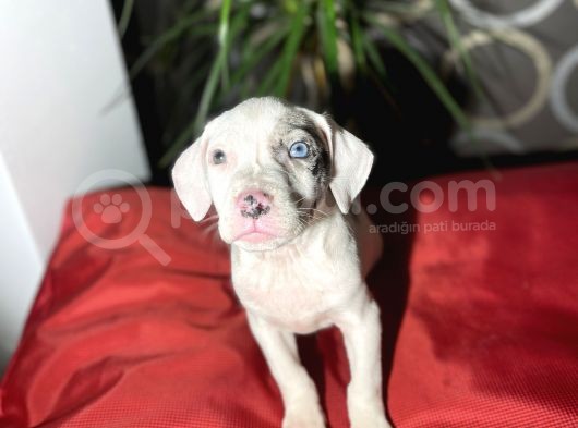 Blue Merle Mavi Göz Amerikan Bully görsel